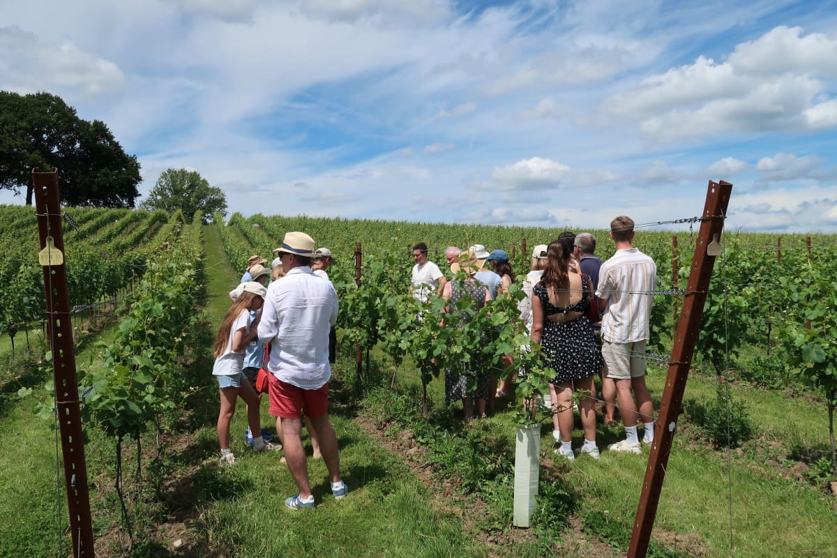 Abingworth Vineyard Blog Image - Blog Image 5