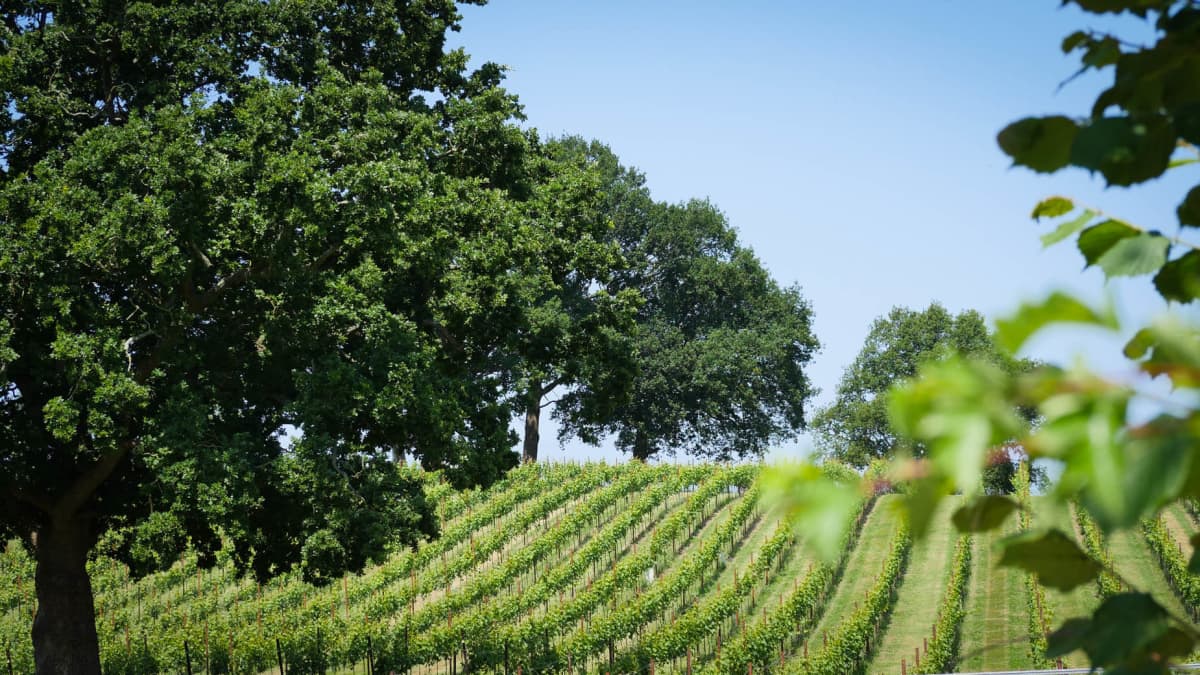 Abingworth Vineyard Blog Image - Blog Image 12