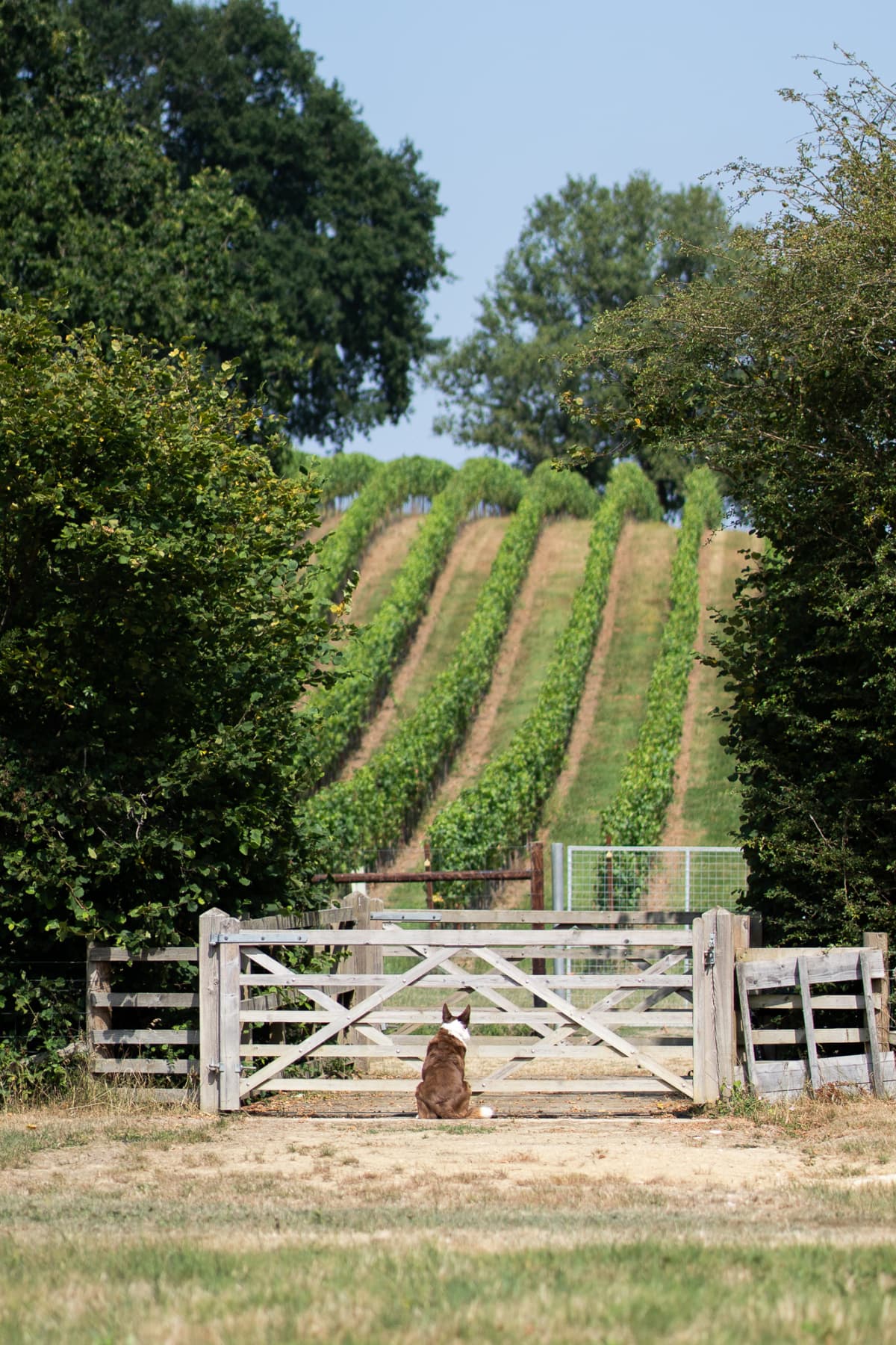 Abingworth Vineyard Blog Image - Blog Image 12