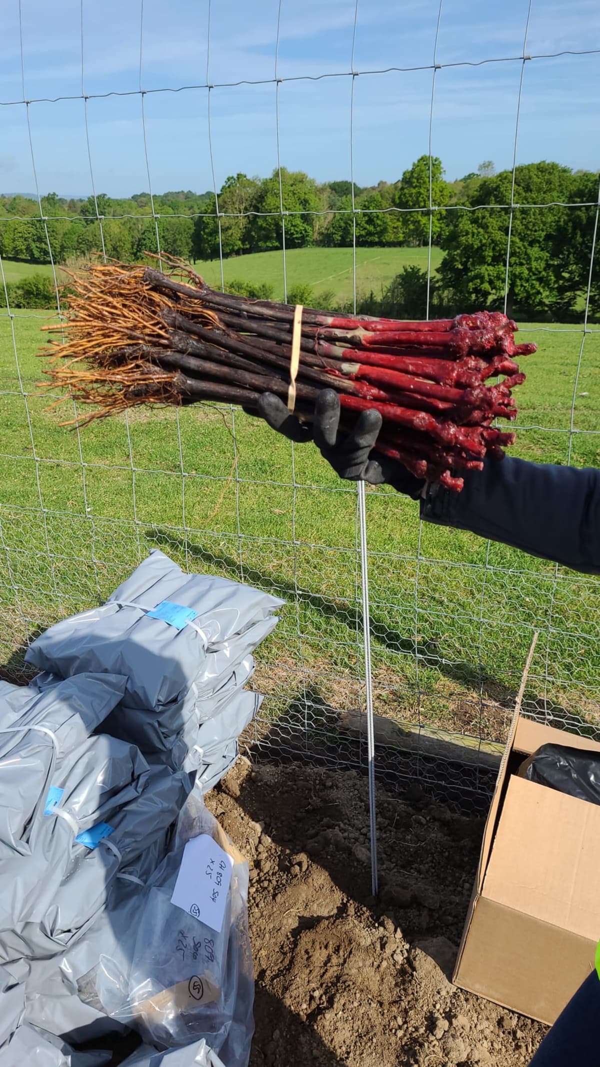 Abingworth Vineyard Blog Image - Blog Image 7