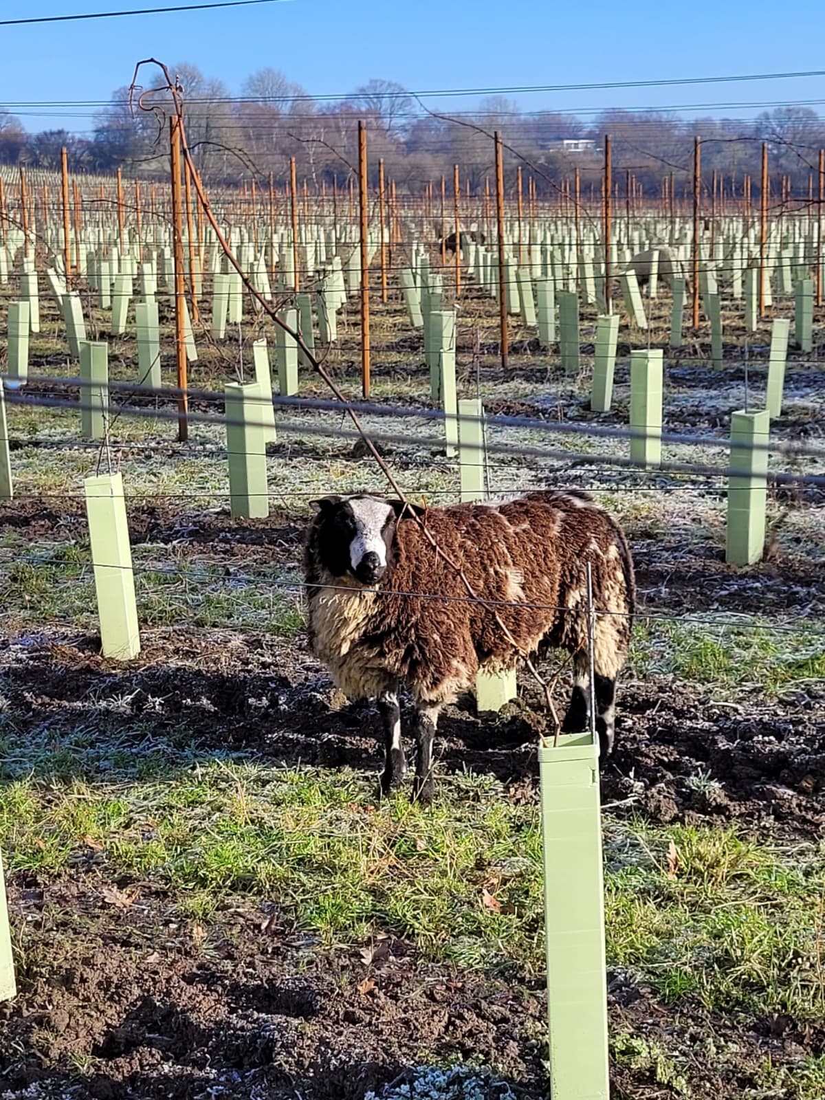 Abingworth Vineyard Blog Image - Blog Image 8