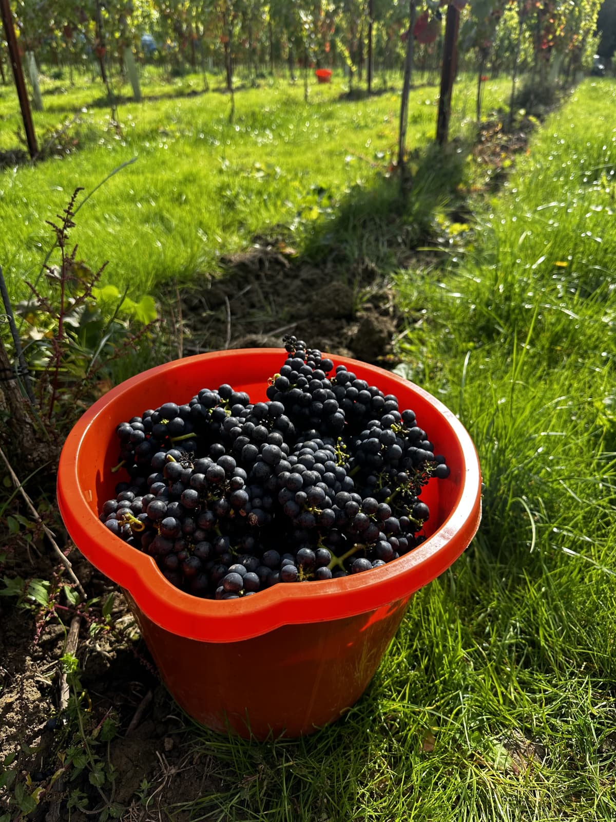 Abingworth Vineyard Blog Image - Blog Image 3