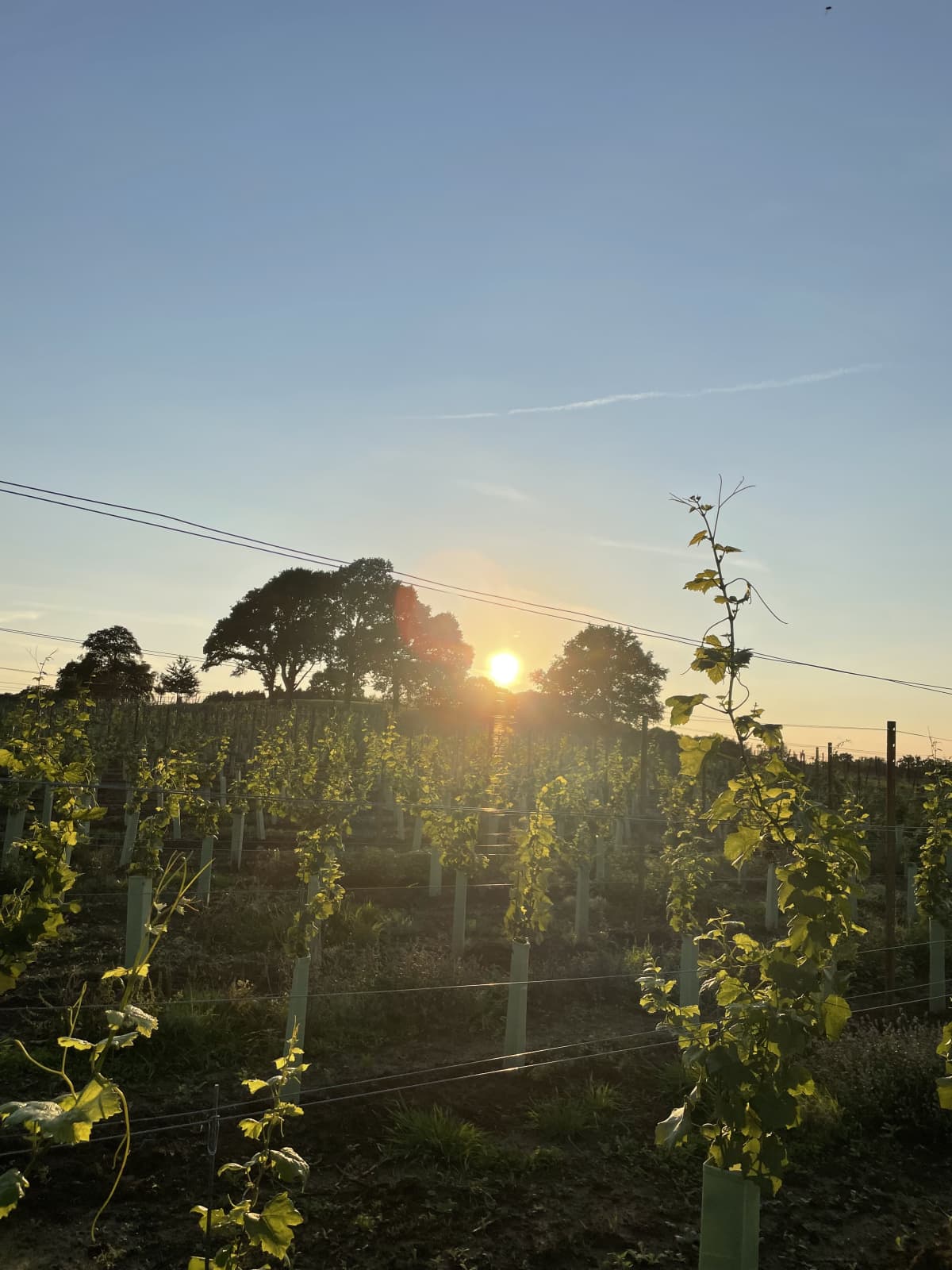 Abingworth Vineyard Blog Image - Blog Image 7