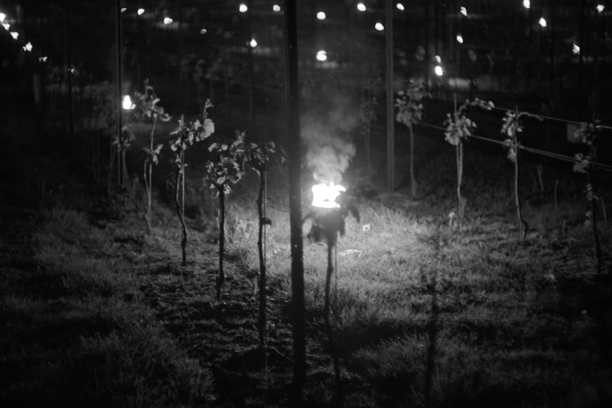 Abingworth Vineyard Blog Image - Blog Image 10