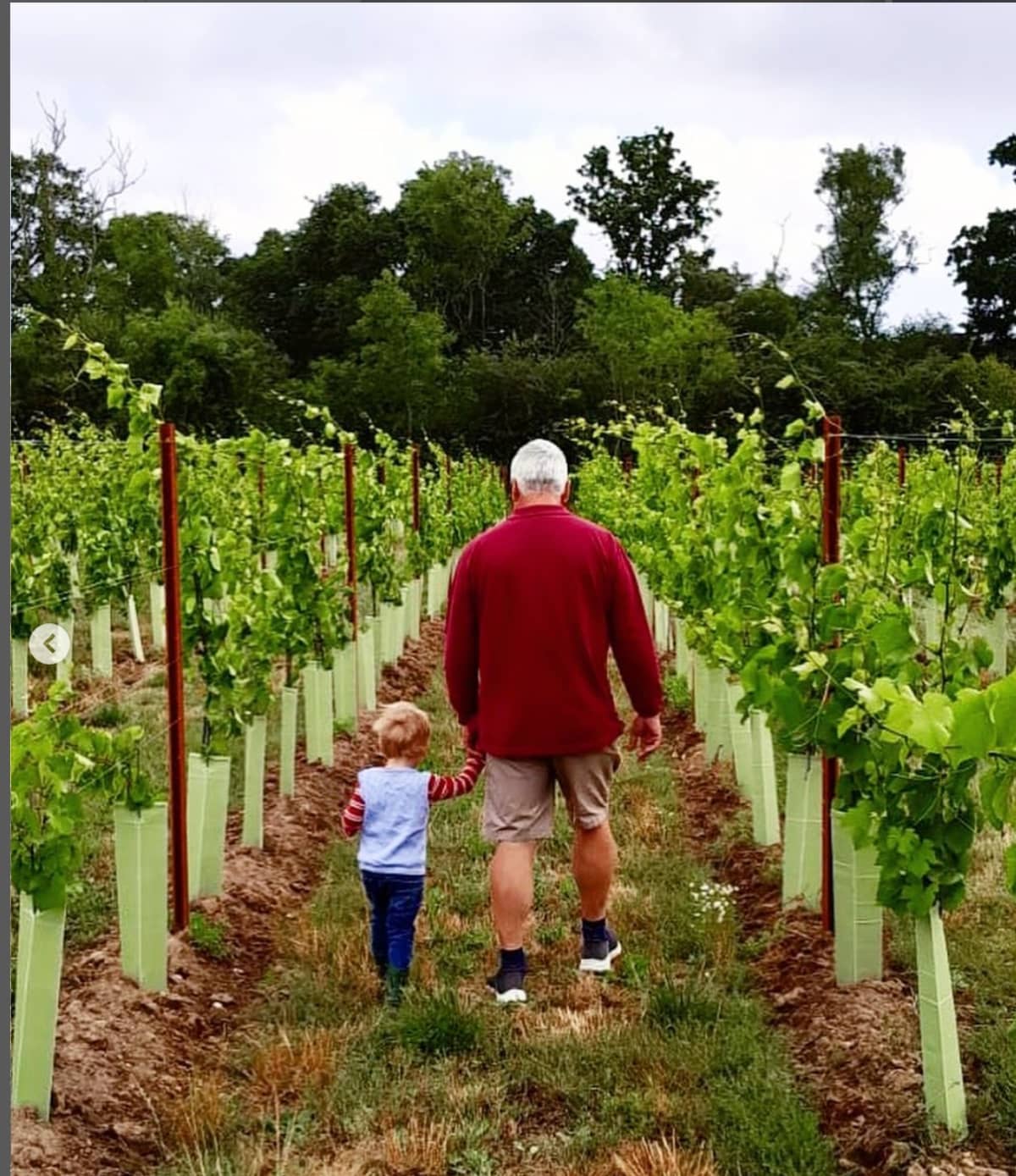 Abingworth Vineyard Blog Image - Blog Image 10