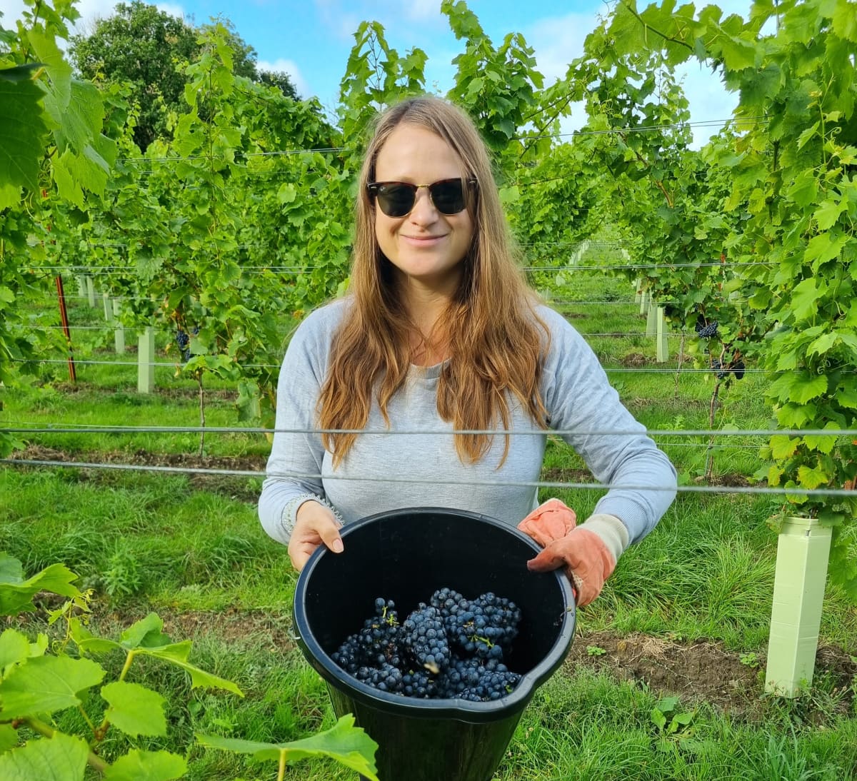 Abingworth Vineyard Blog Image - Blog Image 1