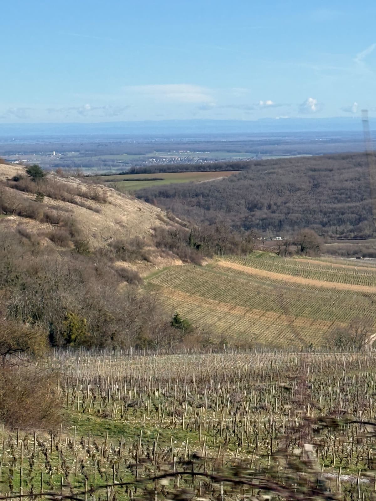 Abingworth Vineyard Blog Image - Blog Image 5