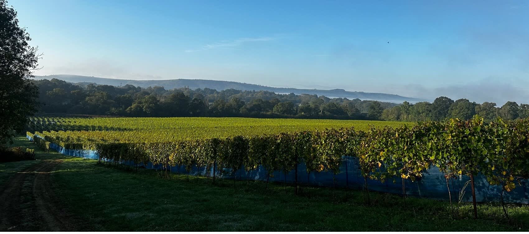 Abingworth Vineyard Page Banner Image