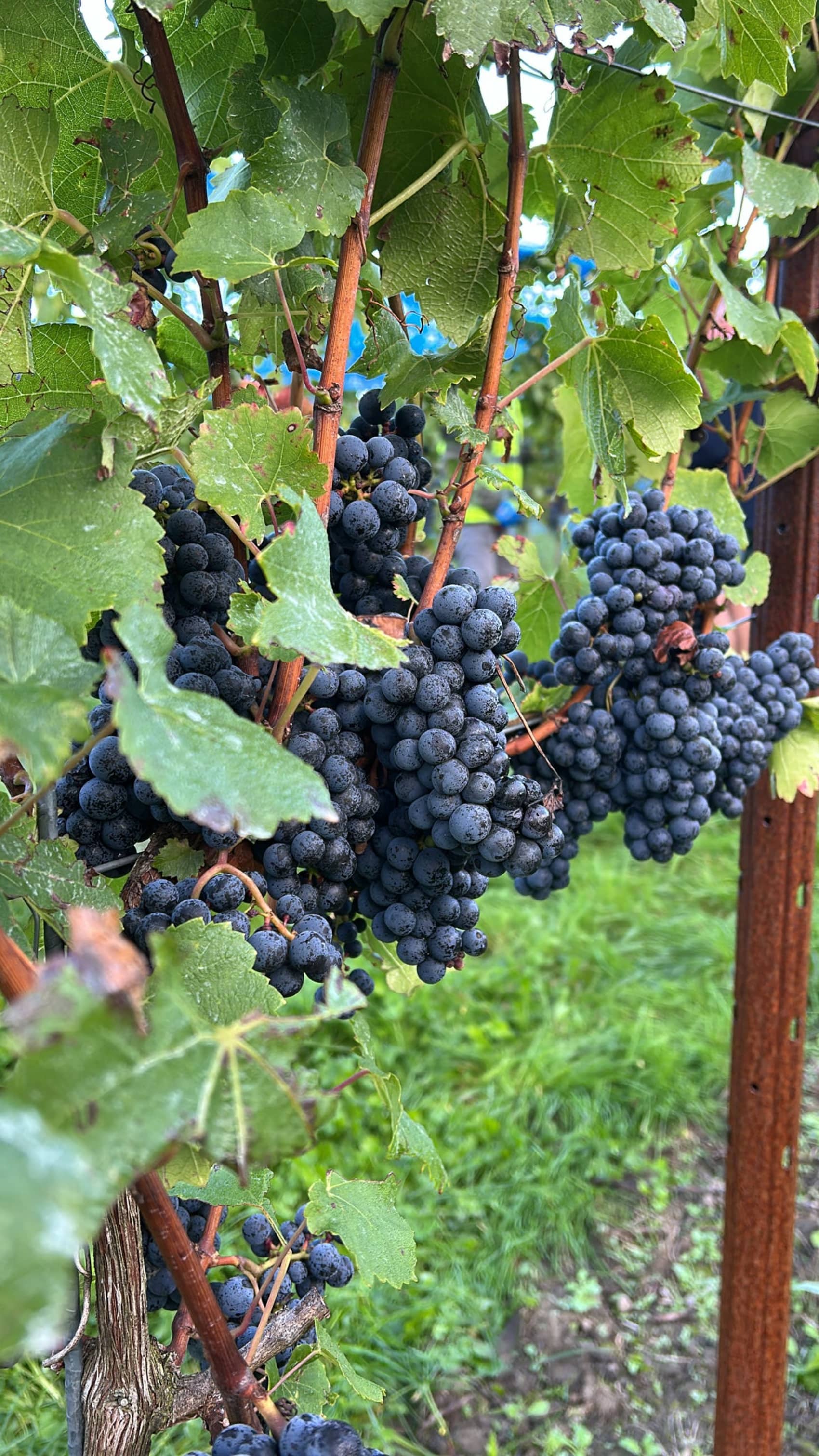 Abingworth Vineyard Page Banner Image