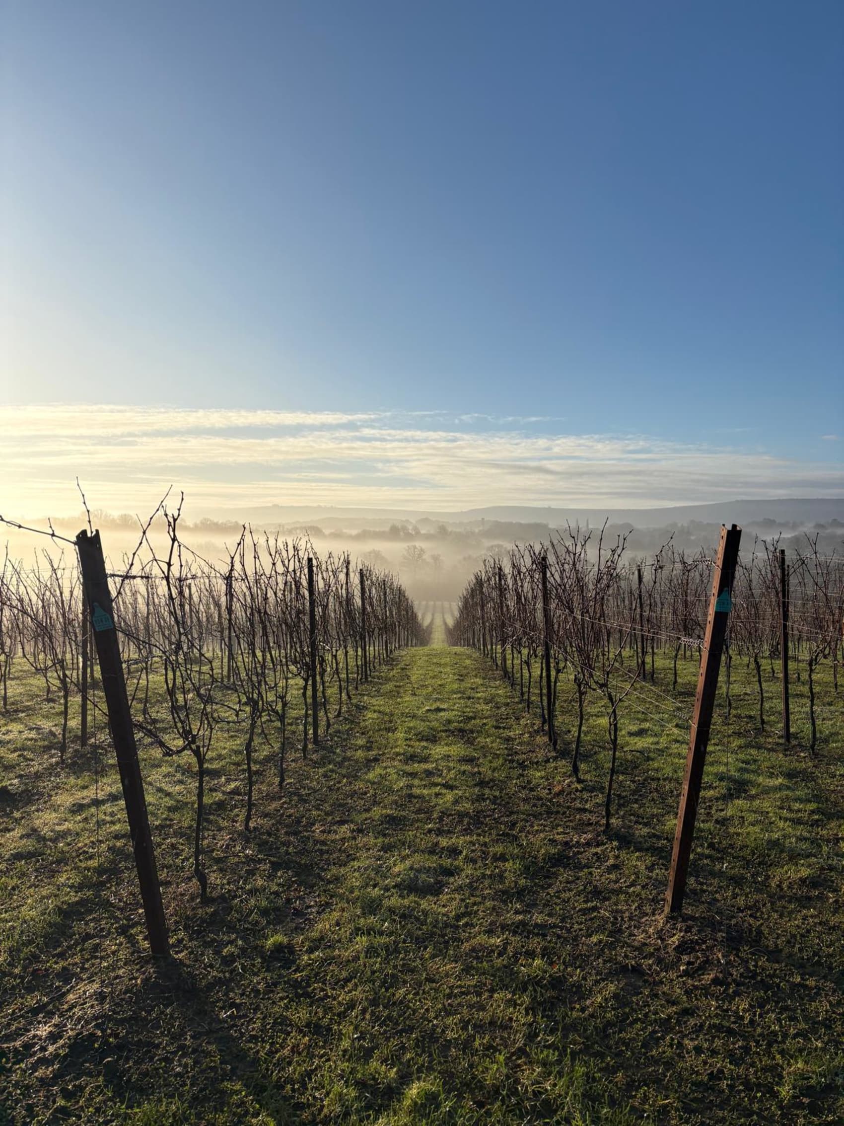 Abingworth Vineyard Page Banner Image