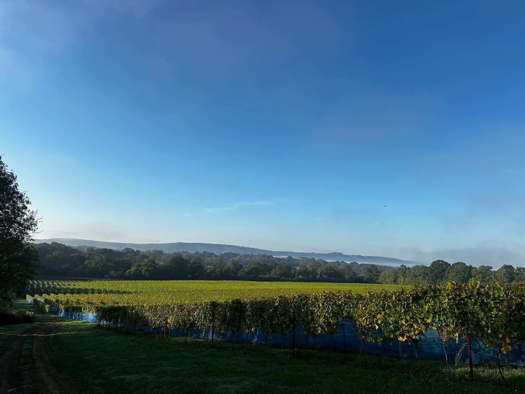 Abingworth Vineyard Page Banner Image