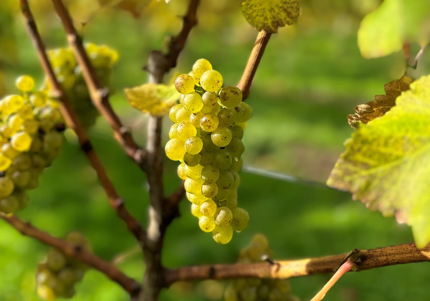 Abingworth Vineyard Page Banner Image