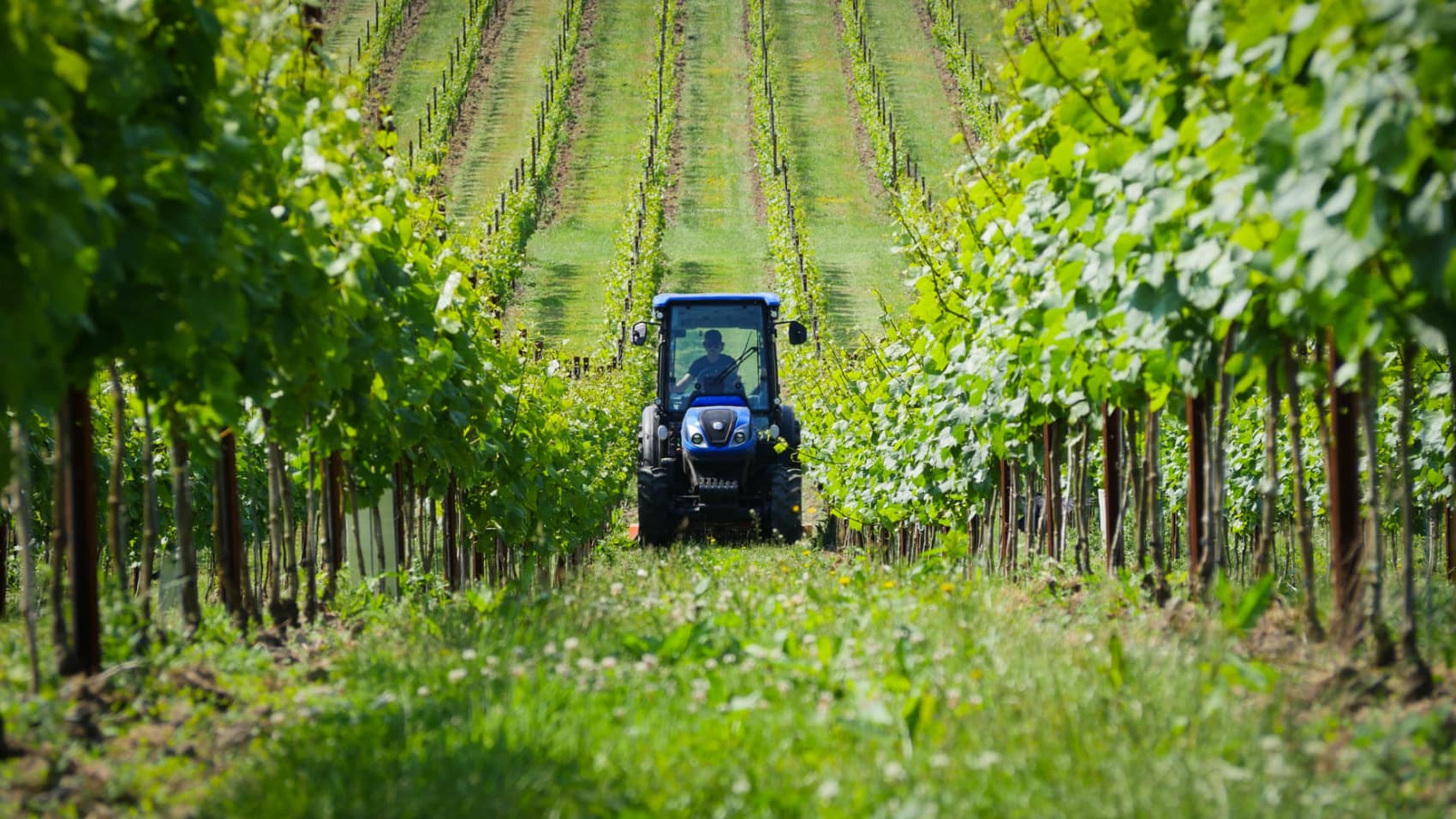 Abingworth Vineyard Page Banner Image
