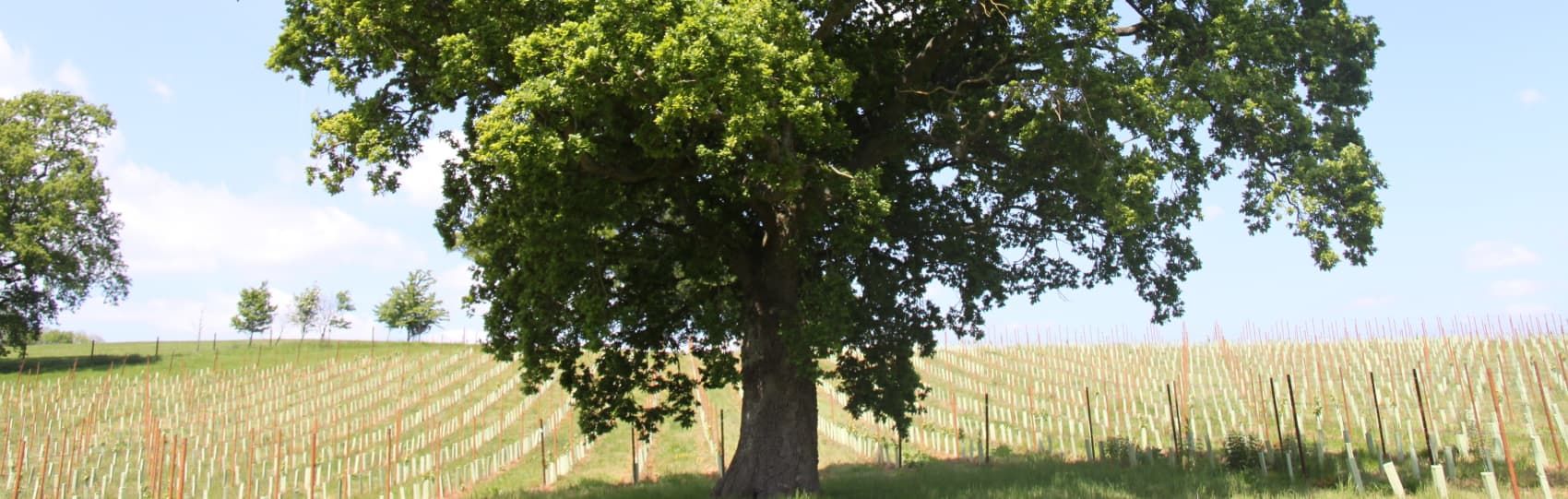 Abingworth Vineyard Page Banner Image