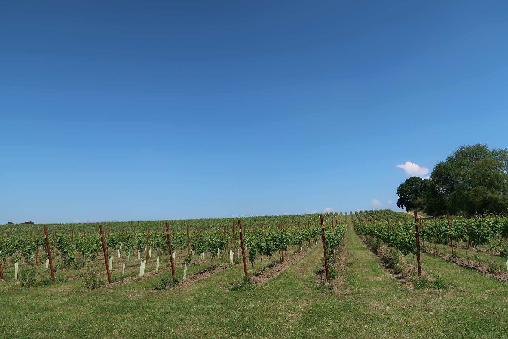 Abingworth Vineyard Page Banner Image