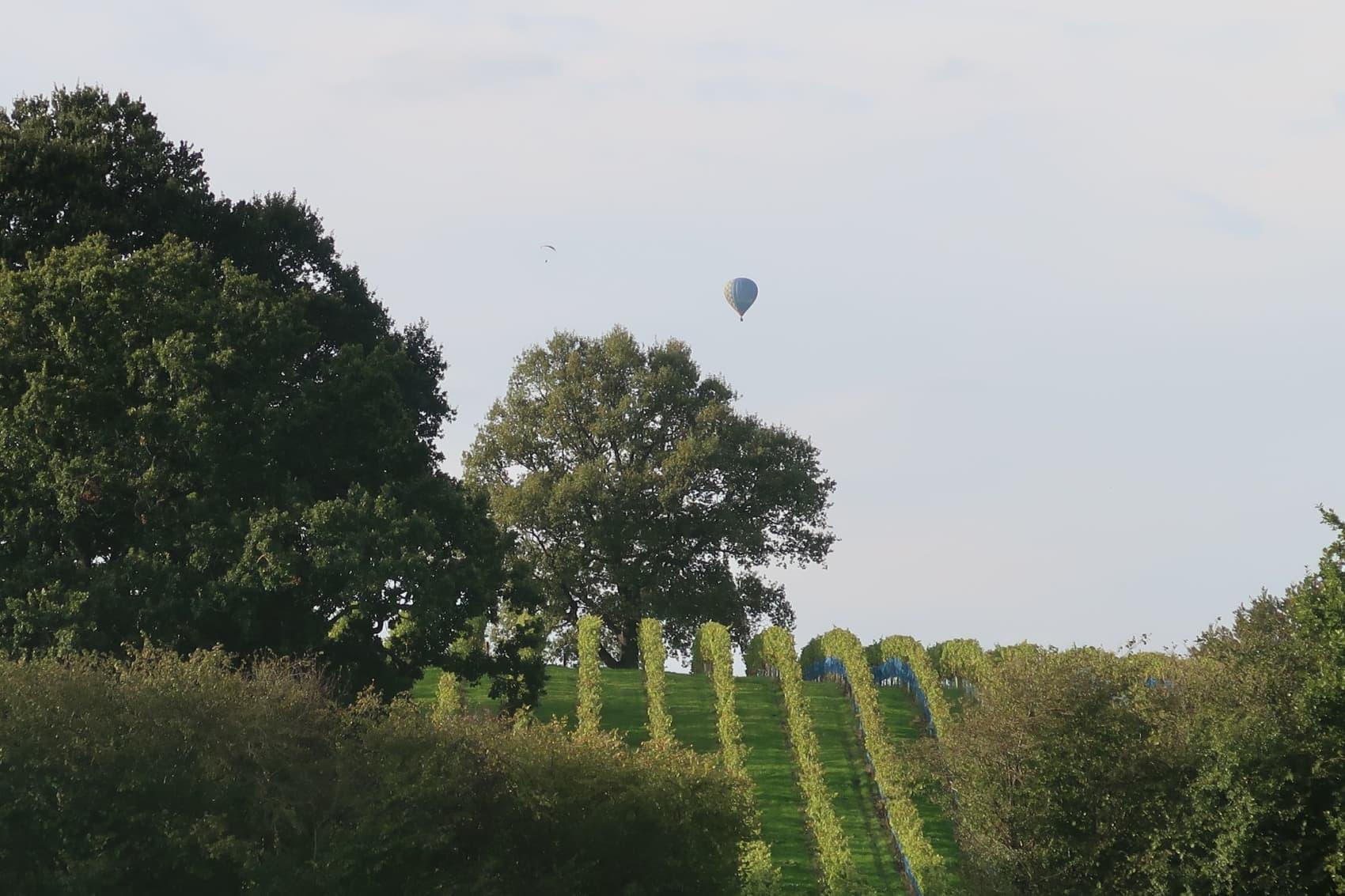 Abingworth Vineyard Page Banner Image