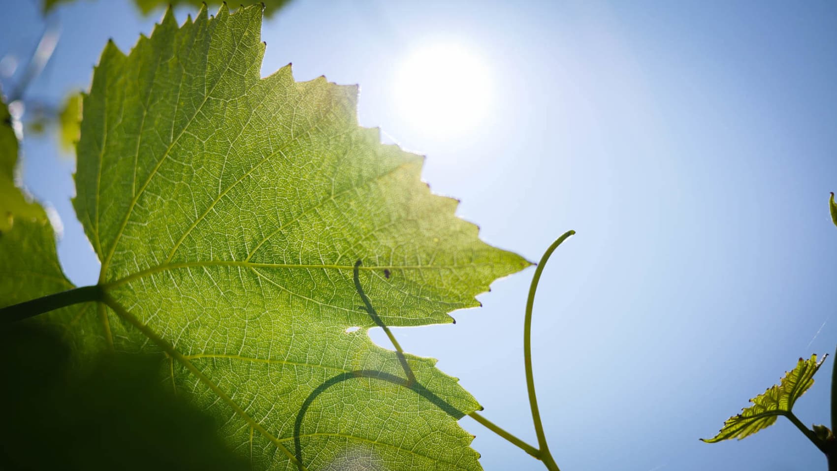 Abingworth Vineyard Page Banner Image