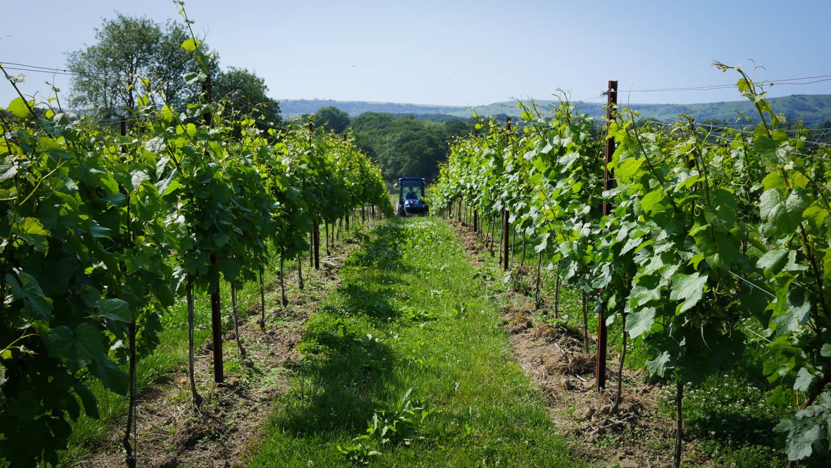 Abingworth Vineyard Page Banner Image