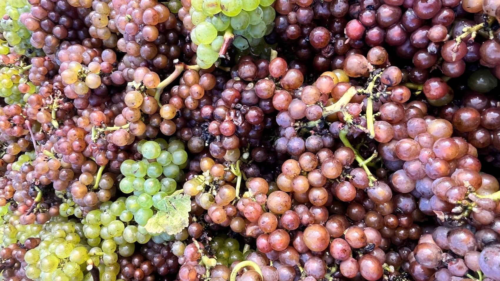 Abingworth Vineyard Page Banner Image