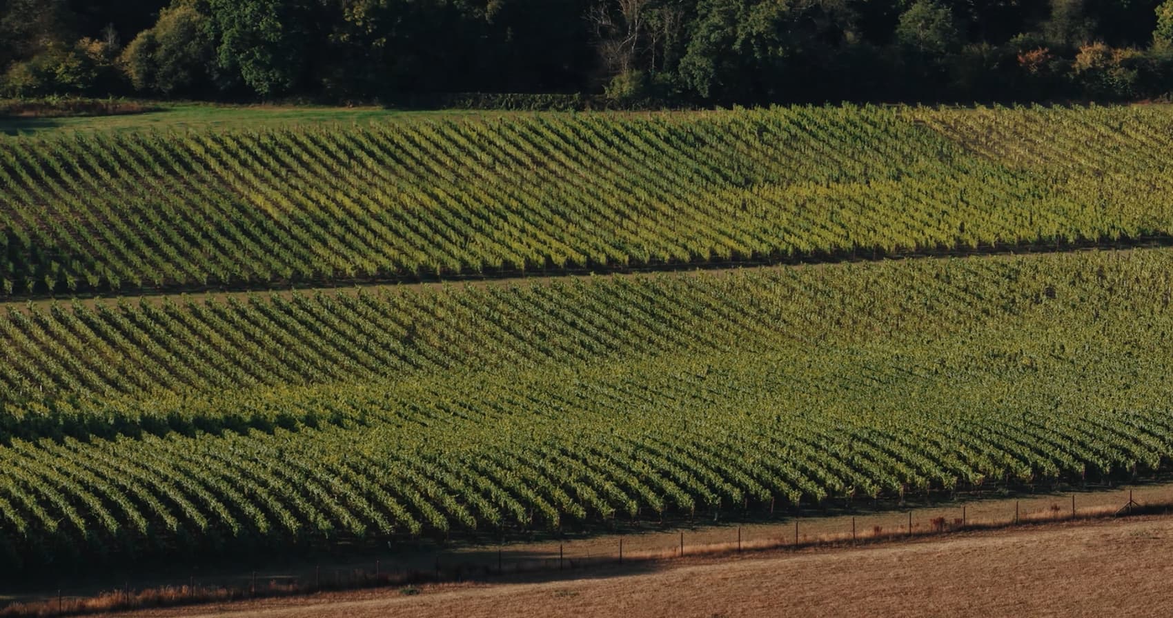 Abingworth Vineyard Page Banner Image