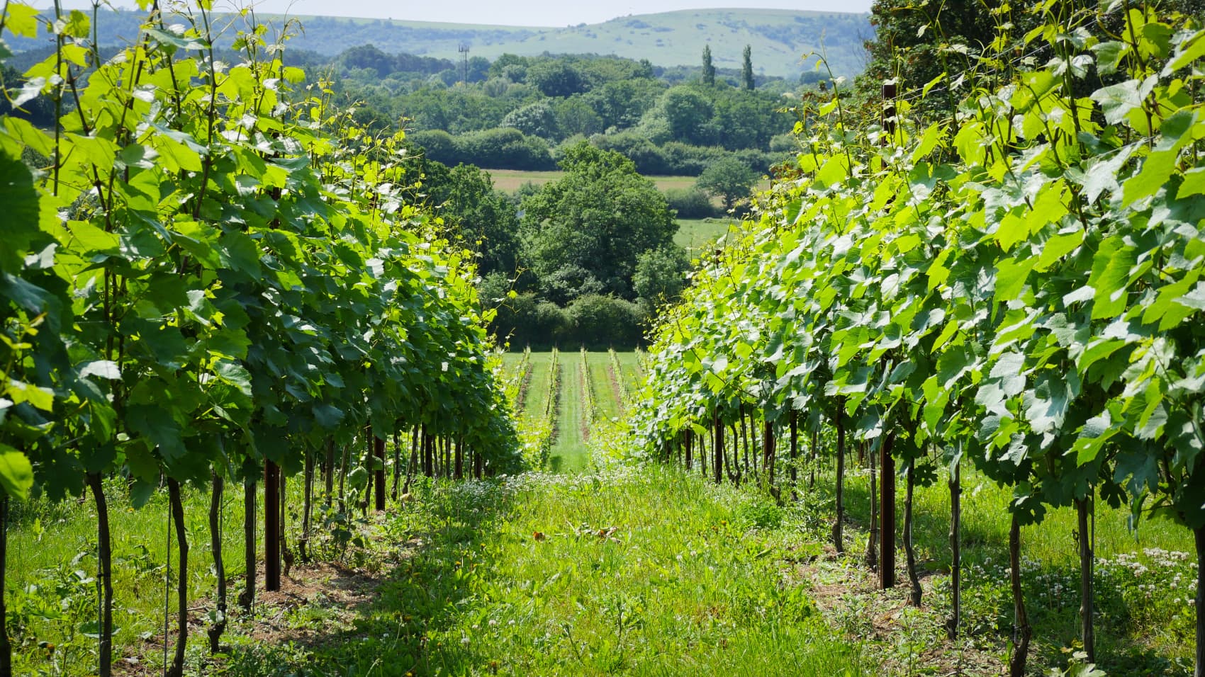 Abingworth Vineyard Page Banner Image