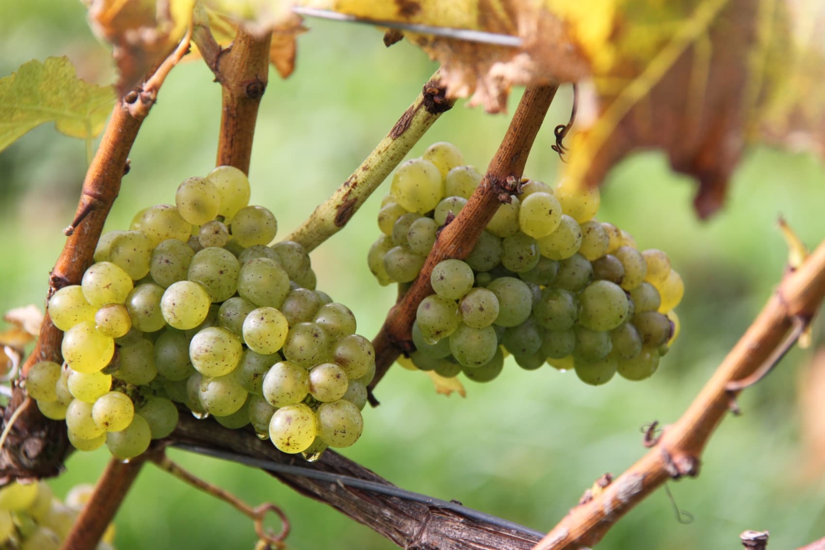 Abingworth Vineyard Page Banner Image