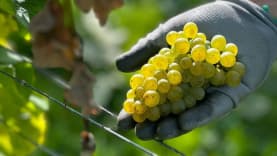 Abingworth Vineyard Abingworth Careers Image 2 - Thumbnail