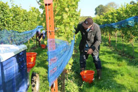 Abingworth Vineyard Abingworth Careers Image 1 - Thumbnail