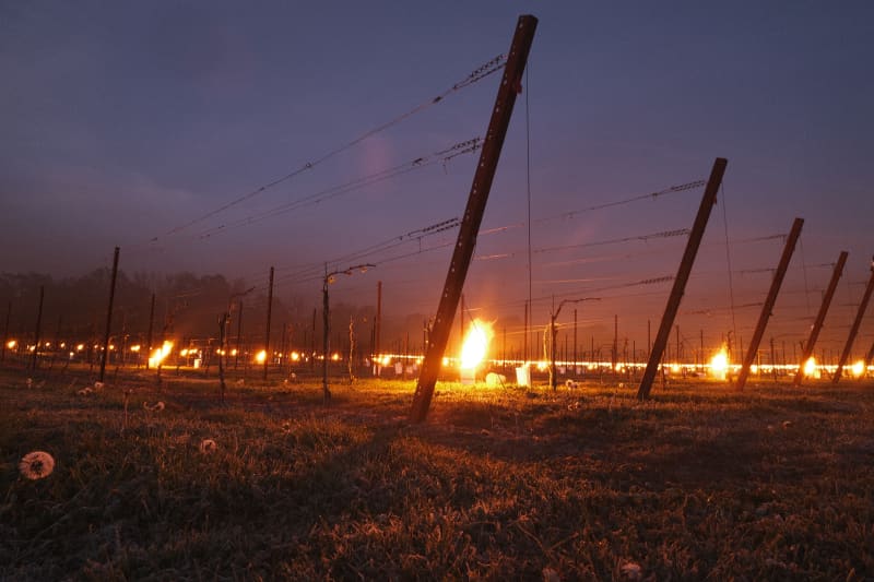 Abingworth Vineyard Blog Image - Blog Image 12