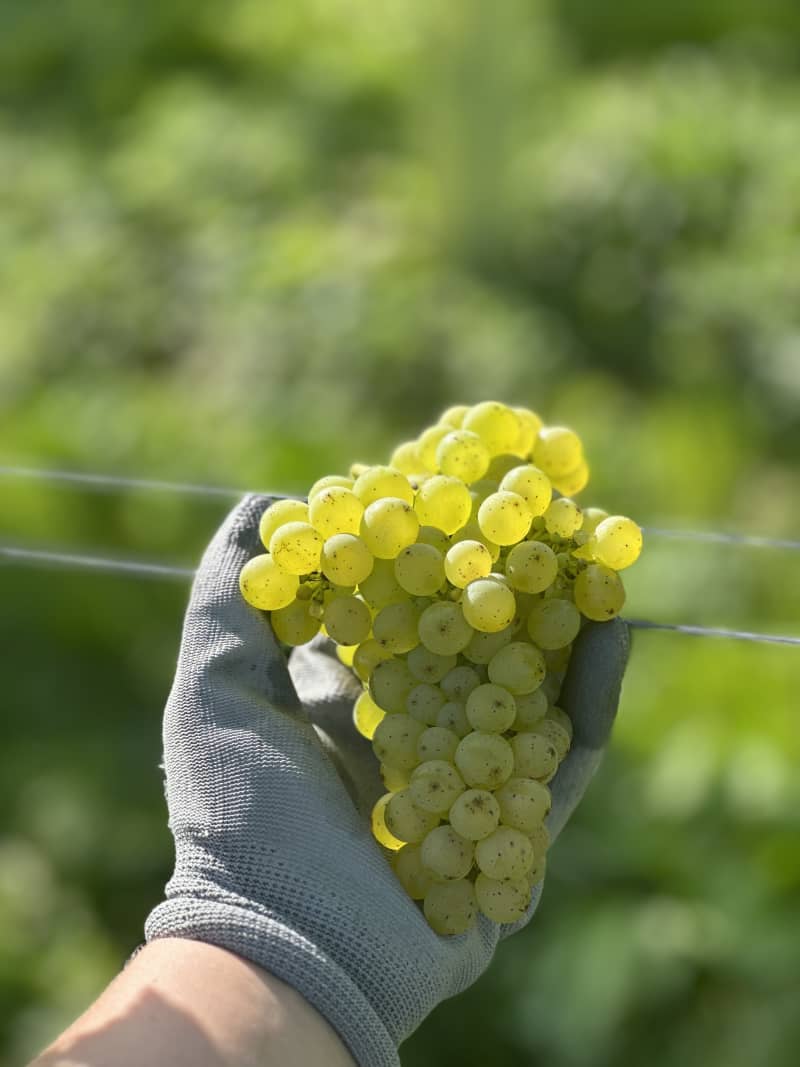 Abingworth Vineyard Blog Image - Blog Image 6