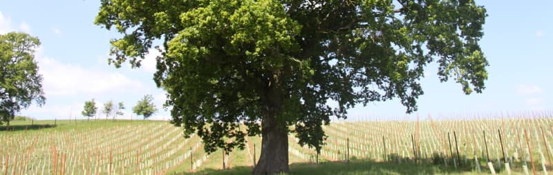 Abingworth Vineyard Blog - Why we believe in the power of English Pinot Noir