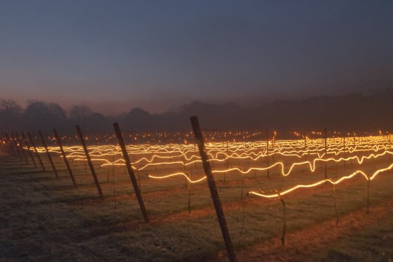 Abingworth Vineyard Blog Image - Blog Image 14