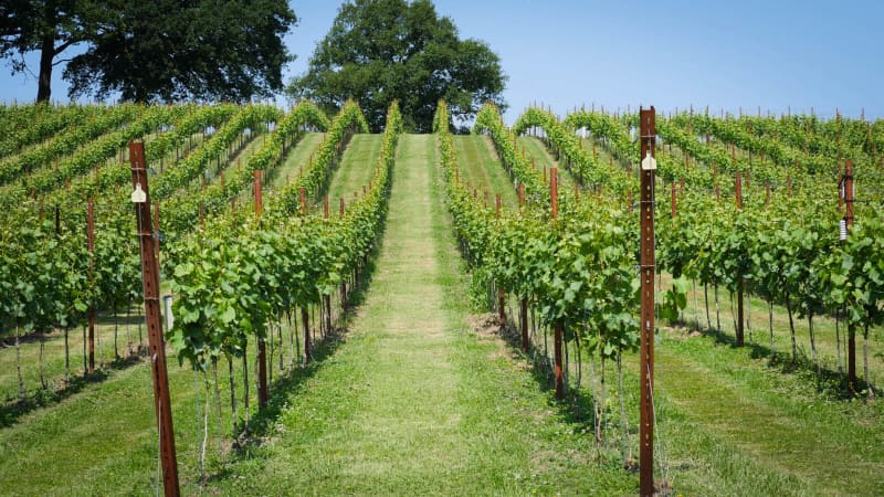 Abingworth Vineyard Blog Image - Blog Image 11