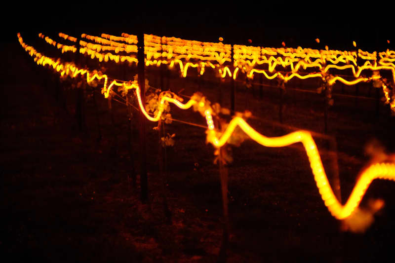 Abingworth Vineyard Blog Image - Blog Image 9