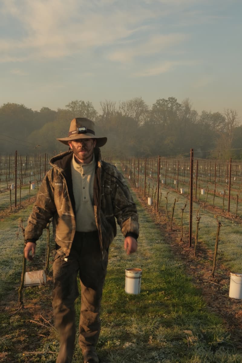 Abingworth Vineyard Blog Image - Blog Image 11