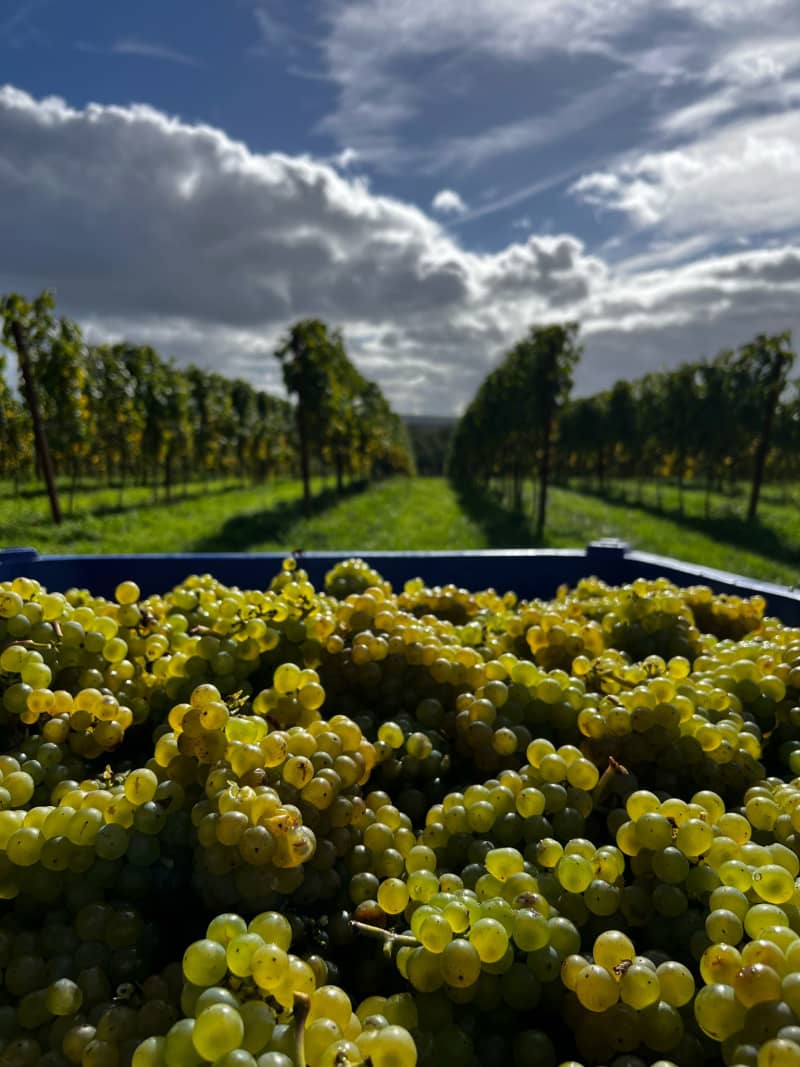 Abingworth Vineyard Blog - Reflections on Harvest 2025