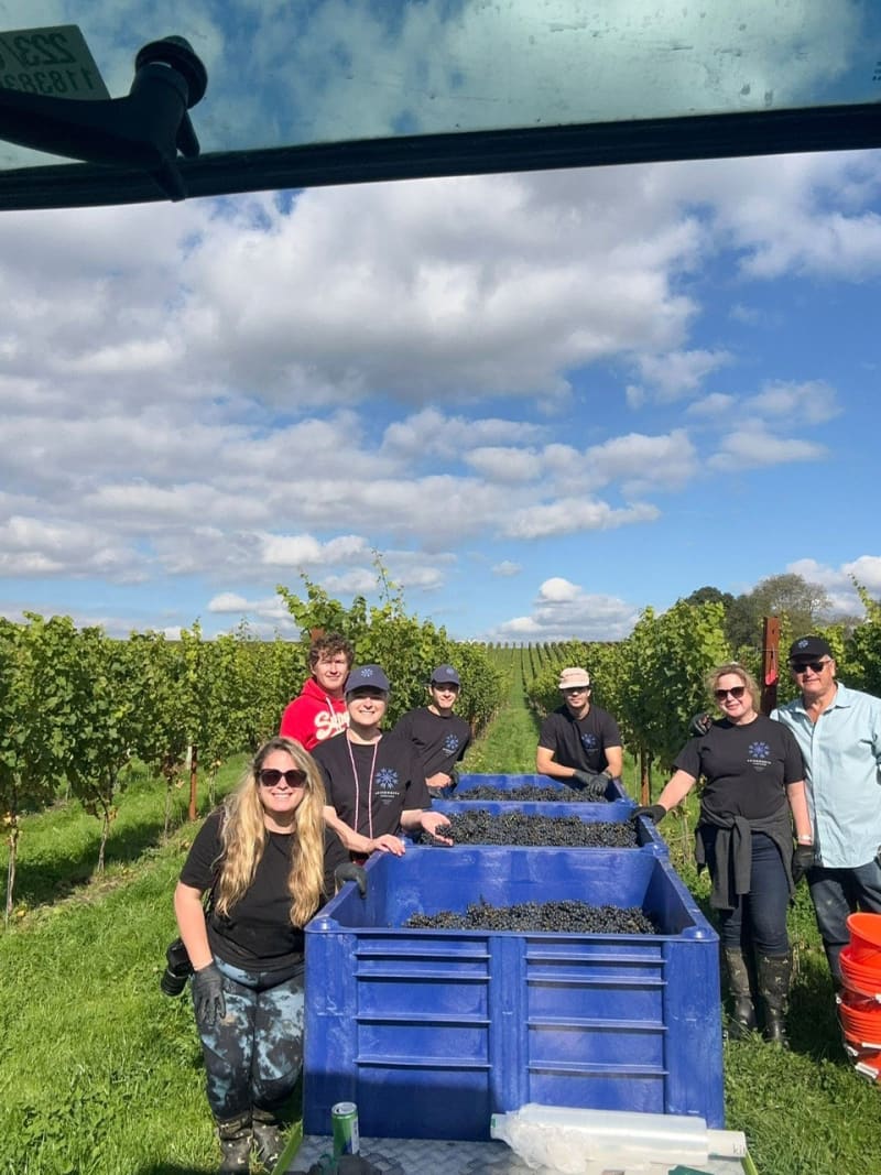 Abingworth Vineyard Blog Image - Blog Image 4