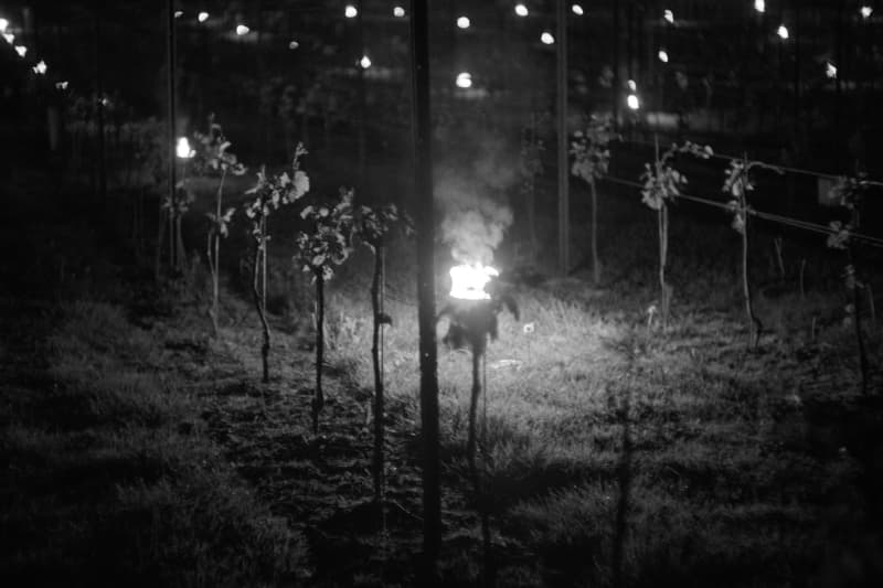 Abingworth Vineyard Blog Image - Blog Image 10