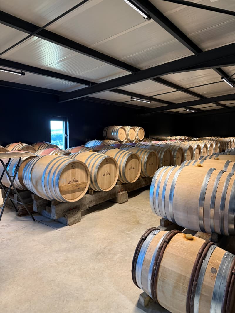 Abingworth Vineyard Blog Image - Blog Image 6