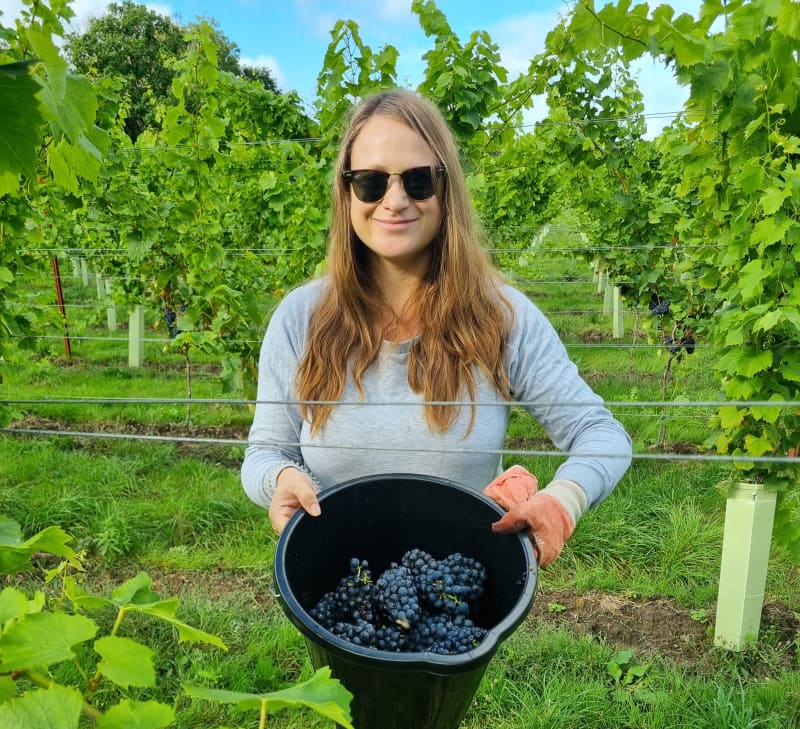 Abingworth Vineyard Blog Image - Blog Image 1