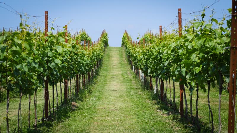 Abingworth Vineyard Blog Image - Blog Image 3