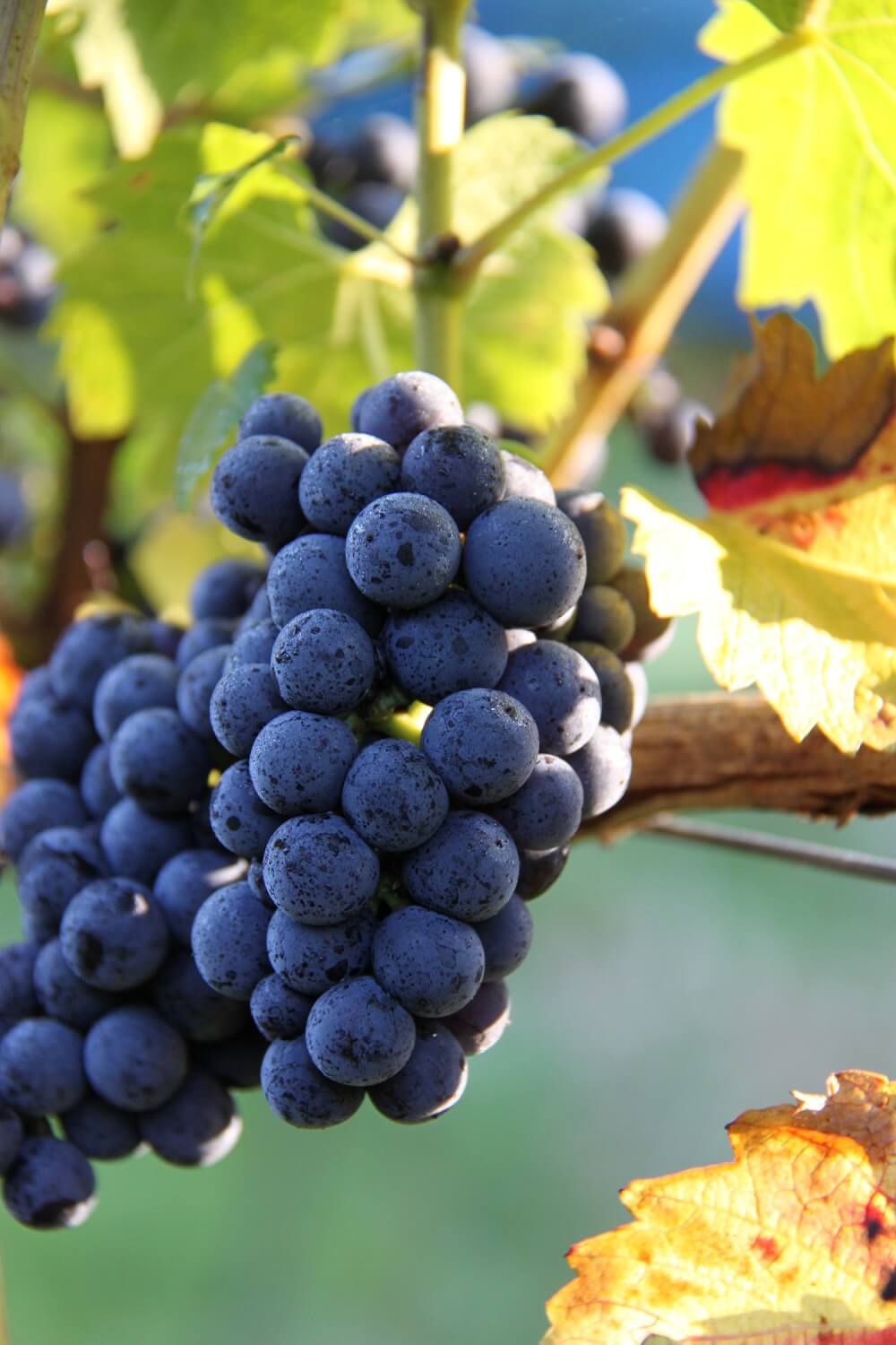 Abingworth Vineyard Login Image. Login.