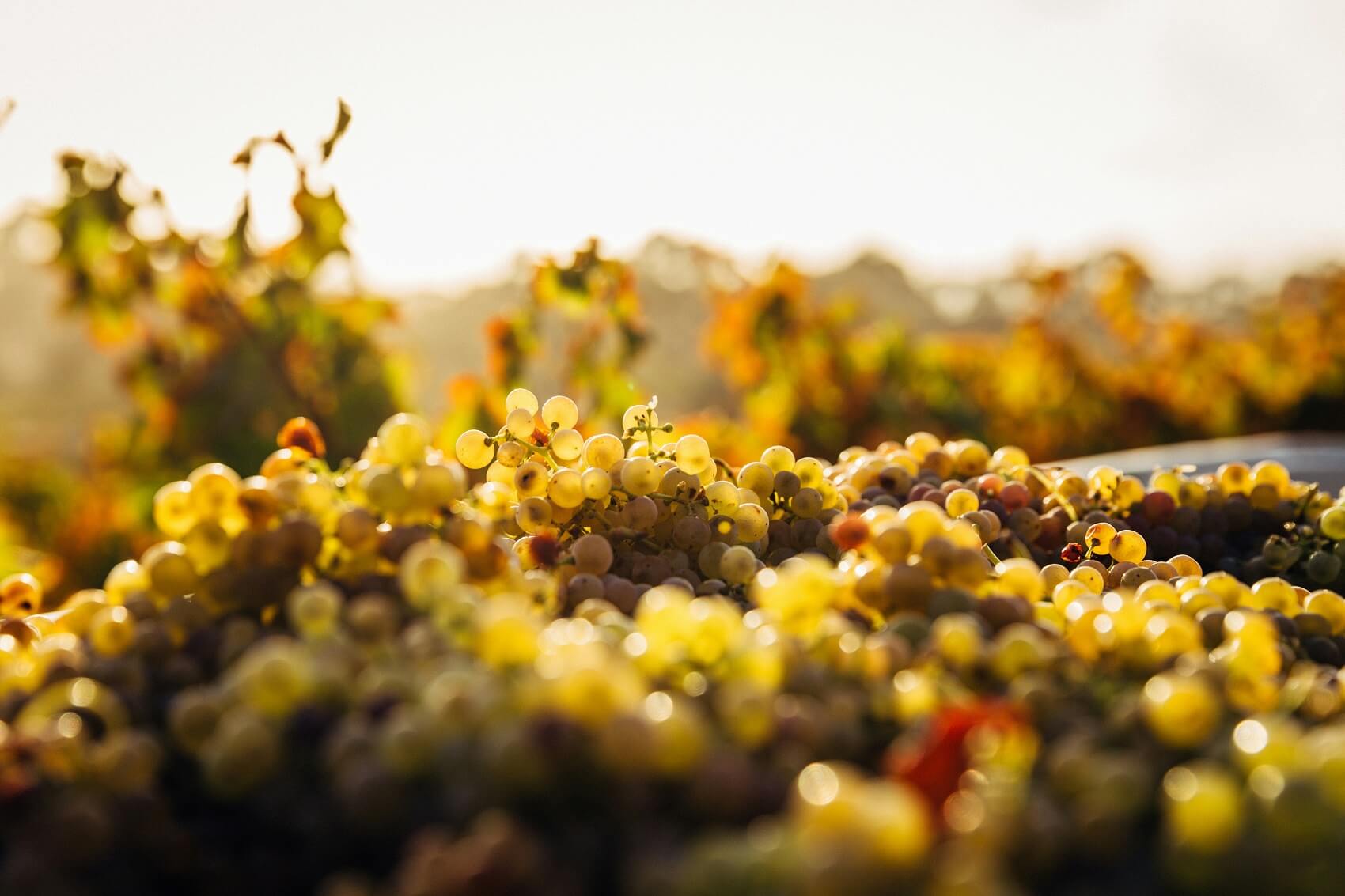 Abingworth Vineyard Image - Sign Up.