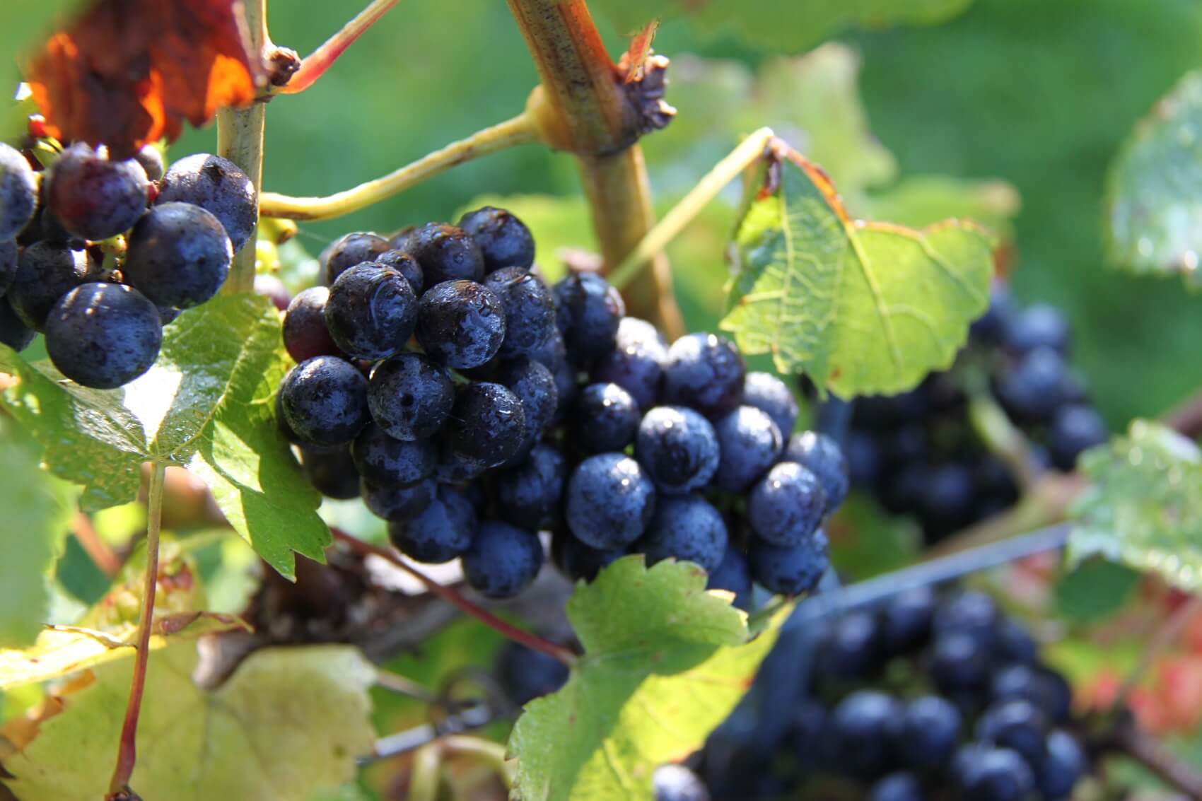 Abingworth Vineyard - About Image 1