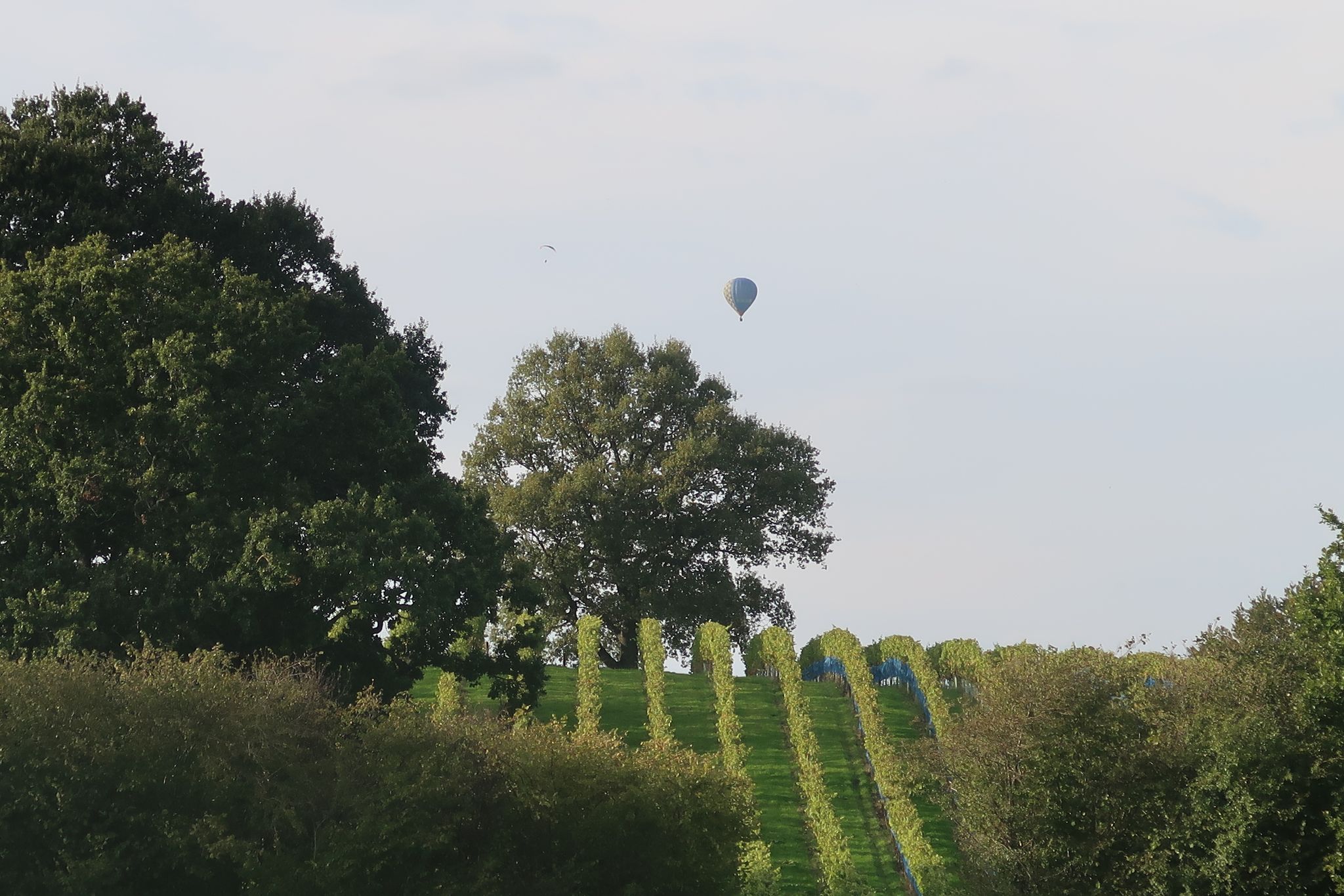 Abingworth Vineyard - About Image 2
