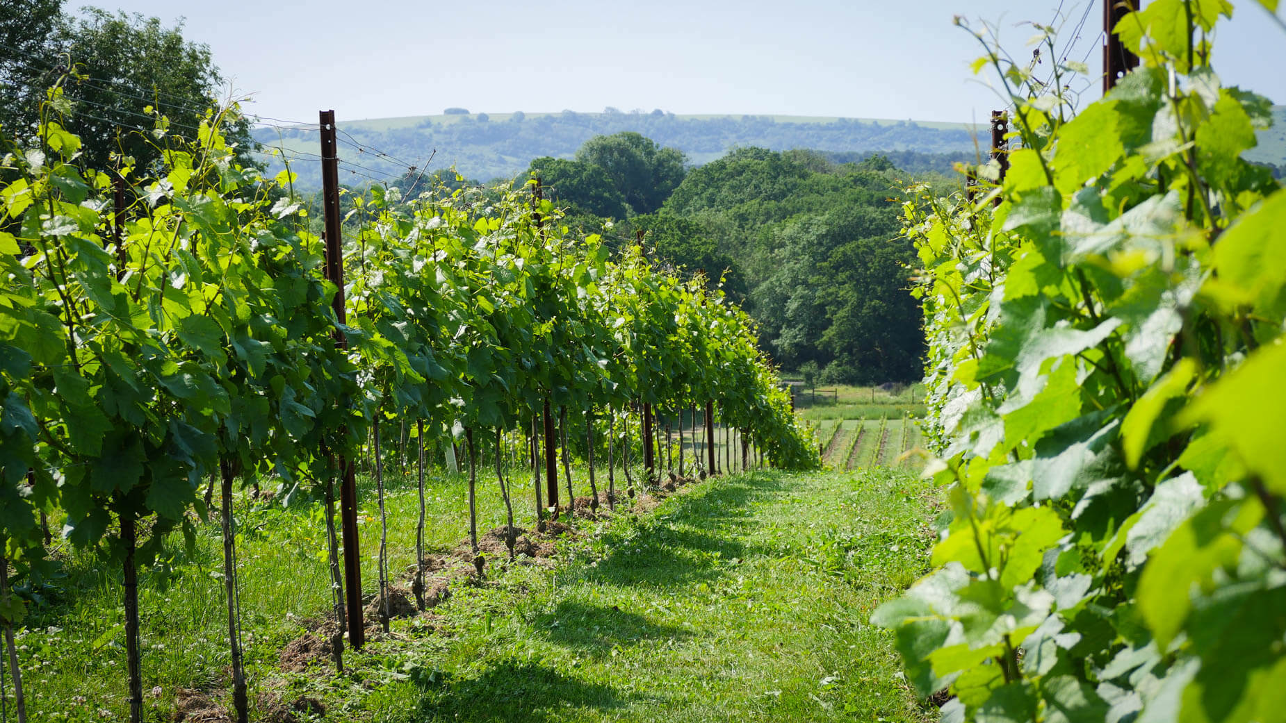 Abingworth Vineyard - About Image 1