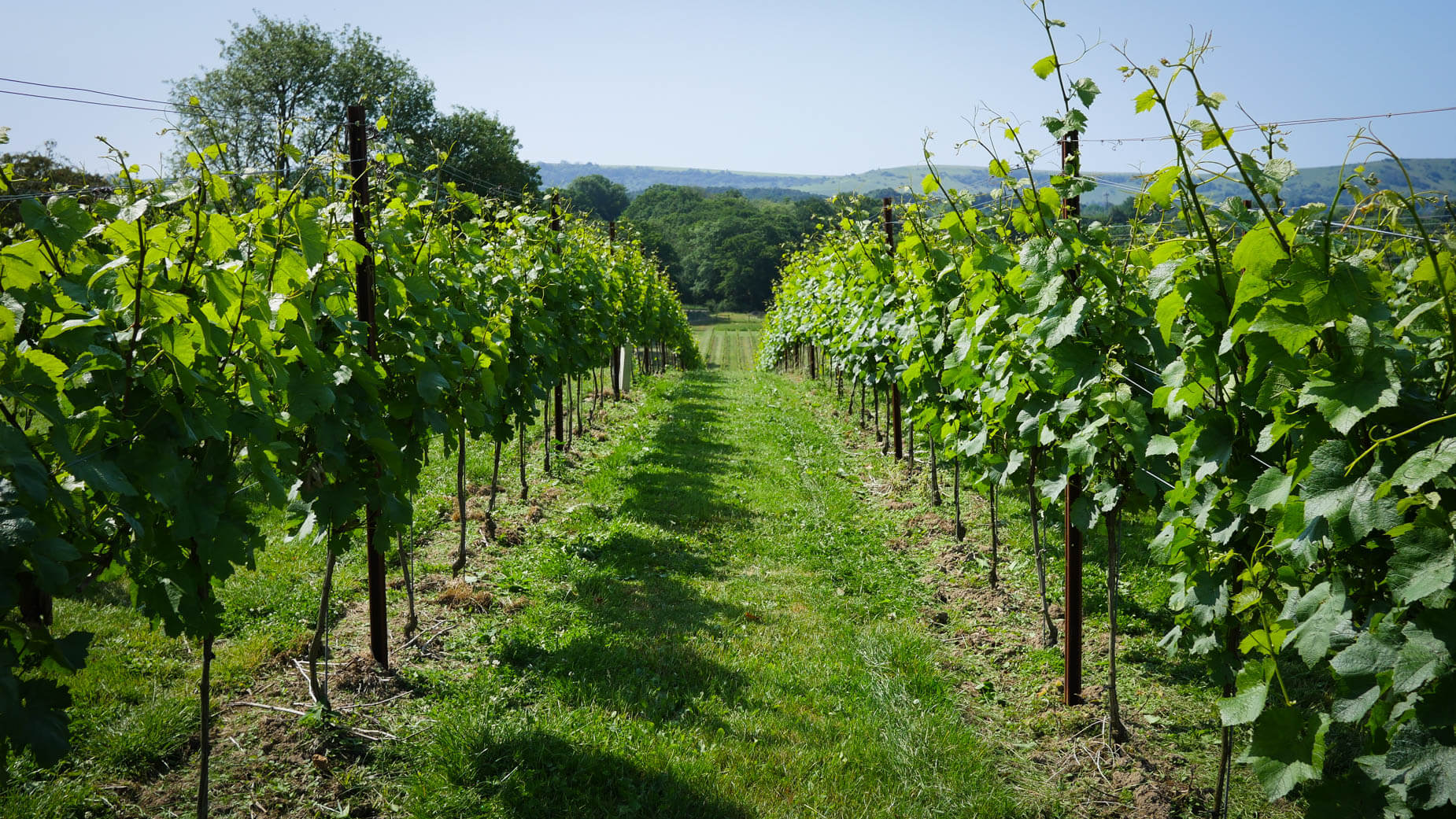 Abingworth Vineyard - About Image 1