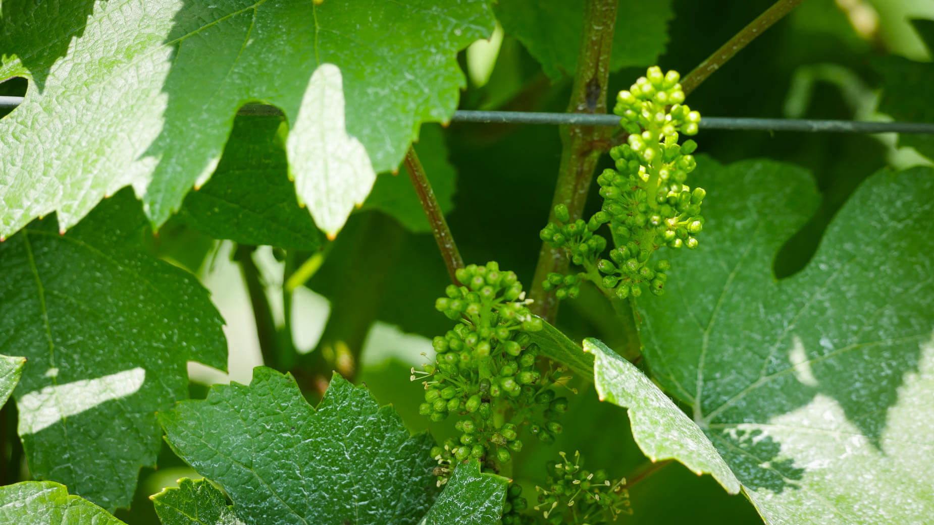 Abingworth Vineyard - About Image 2