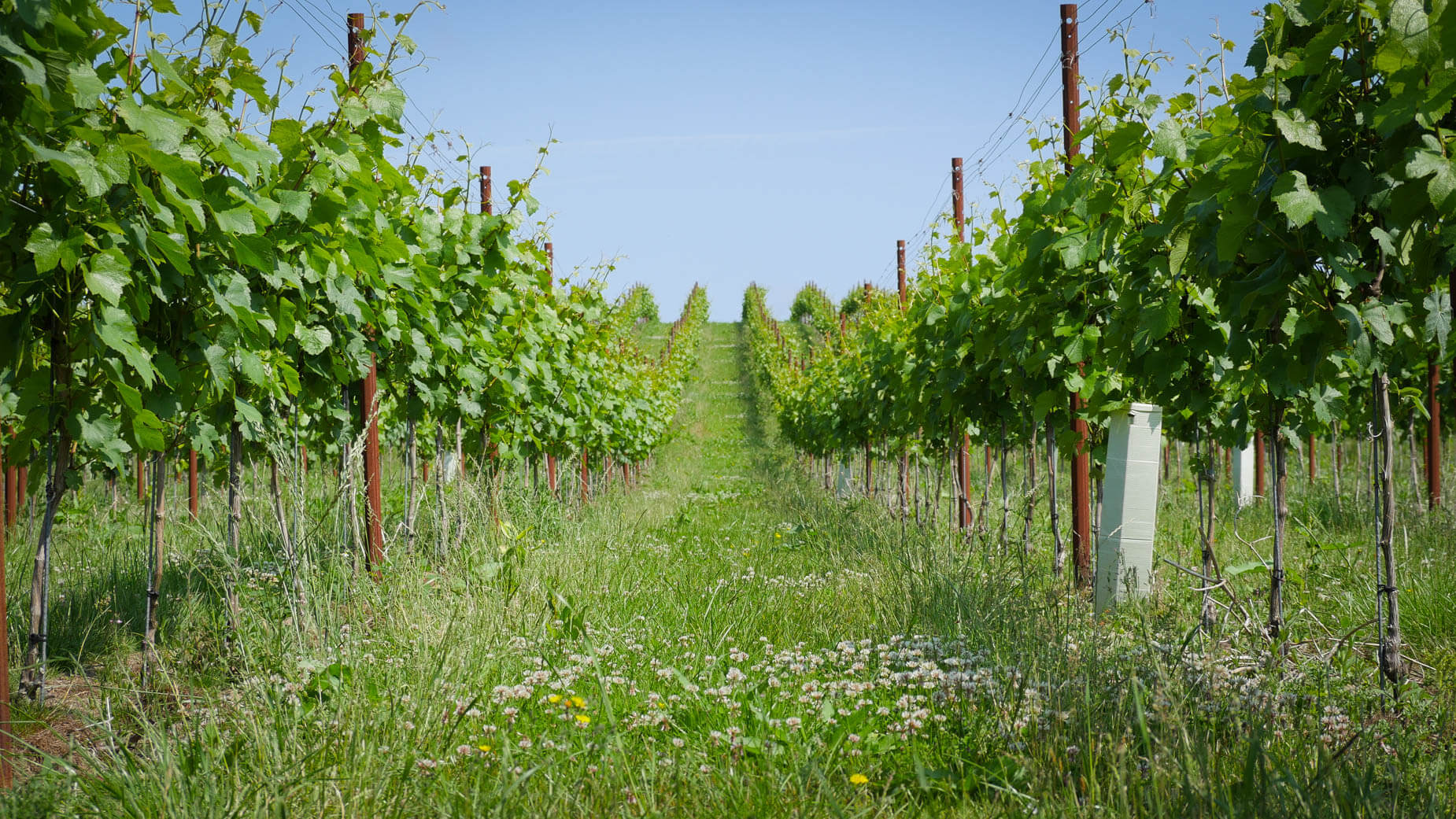 Abingworth Vineyard - About Image 2