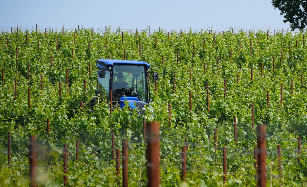 Abingworth Vineyard - About Image 1